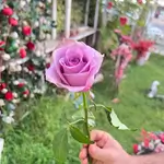 Single Flowers - Dusty Purple